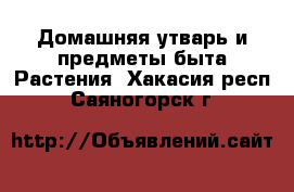 Домашняя утварь и предметы быта Растения. Хакасия респ.,Саяногорск г.